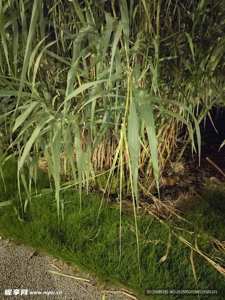 路边葱郁的草丛植物