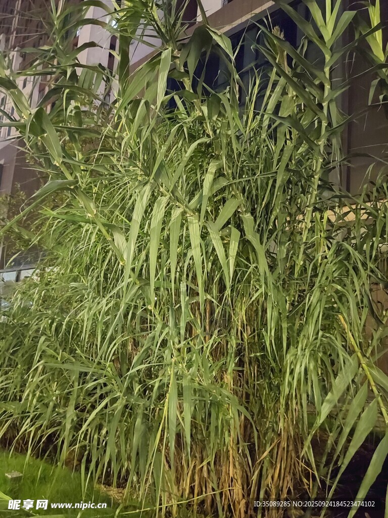 茂盛的绿色芦苇丛