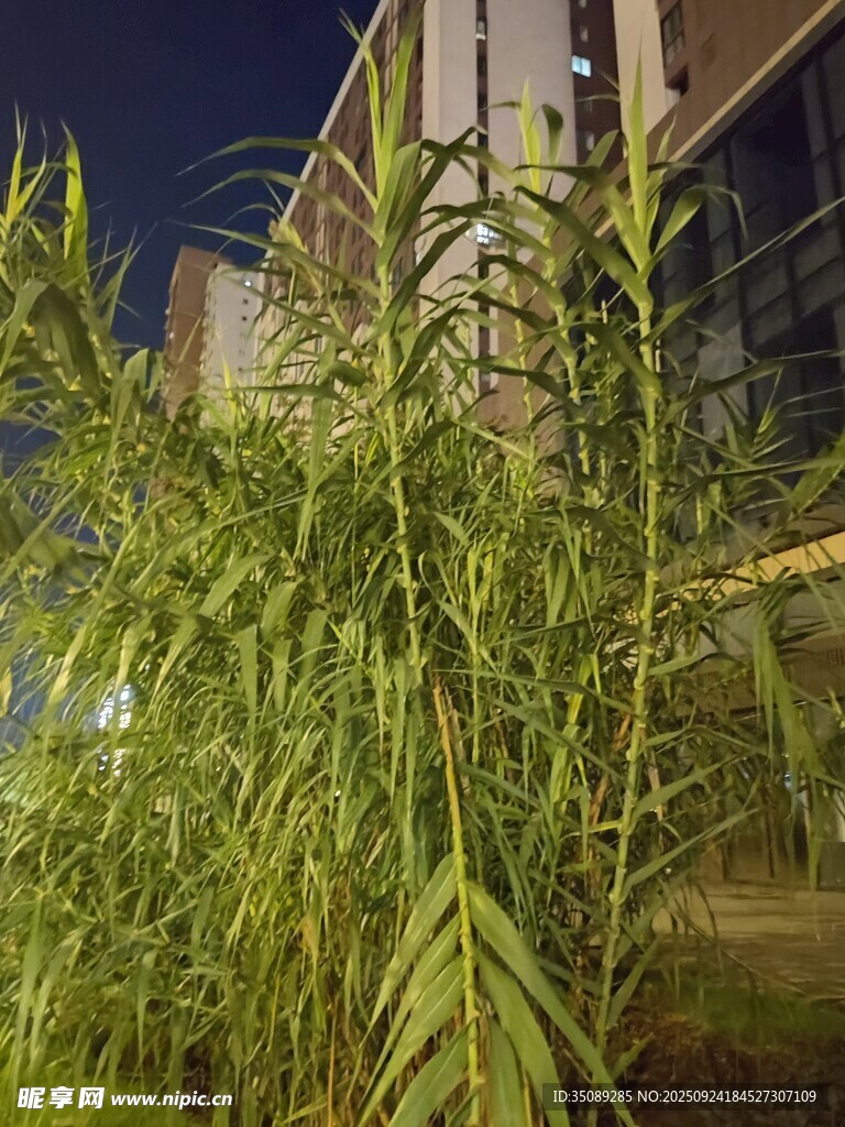夜间绿植景观