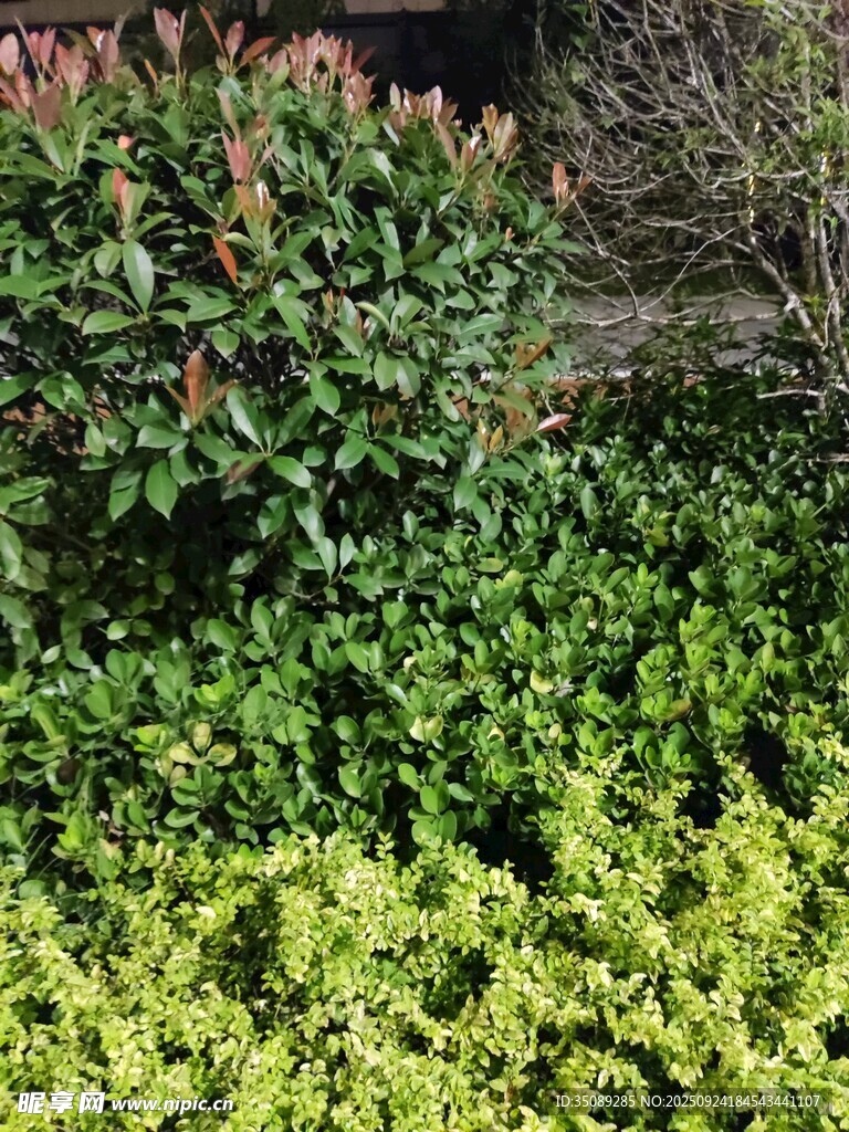 翠绿繁茂的多样绿植景观