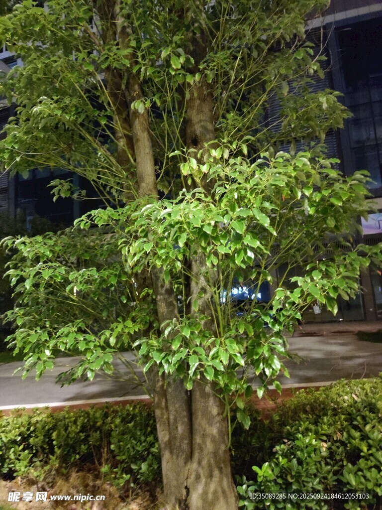路边葱郁树木