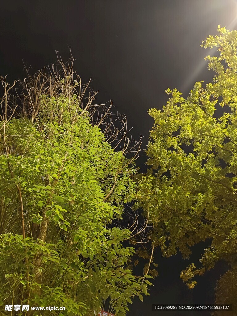 夜晚绿树景象