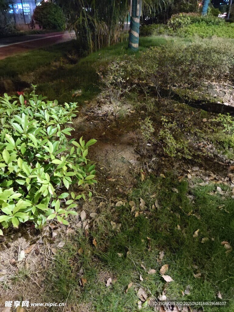 夜晚户外的绿植与地面