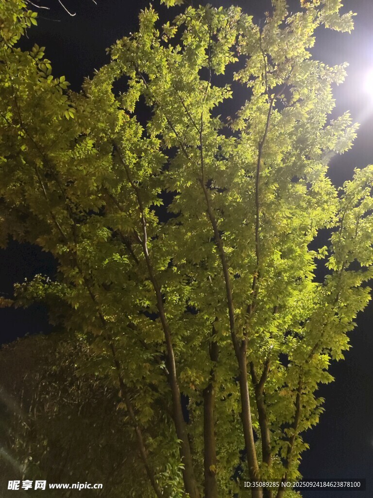 夜晚下的葱郁树木