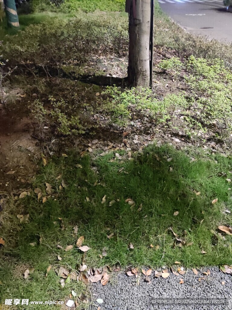 树下草地景象