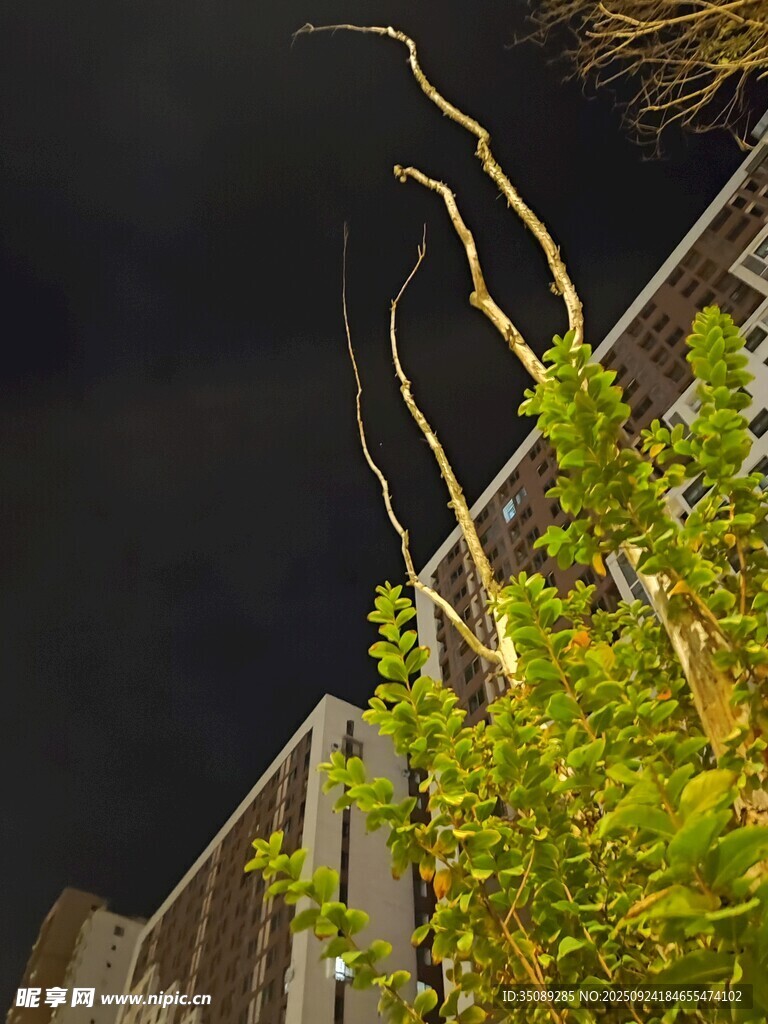 夜空下的绿植与建筑轮廓