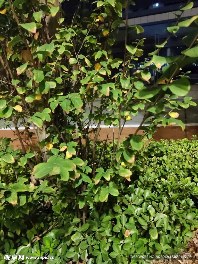 夜晚绿植景象