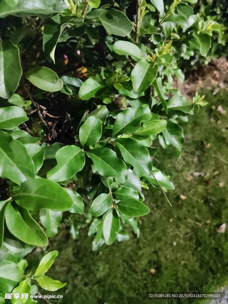 绿叶繁茂的生机景象