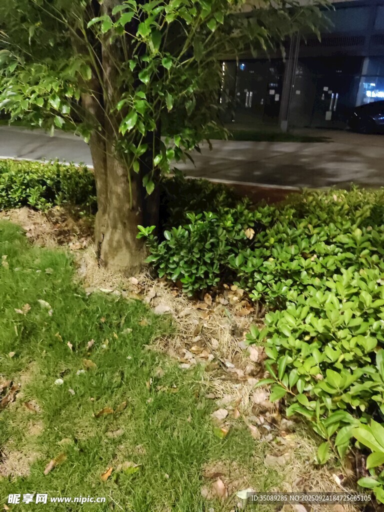 树下绿植景观