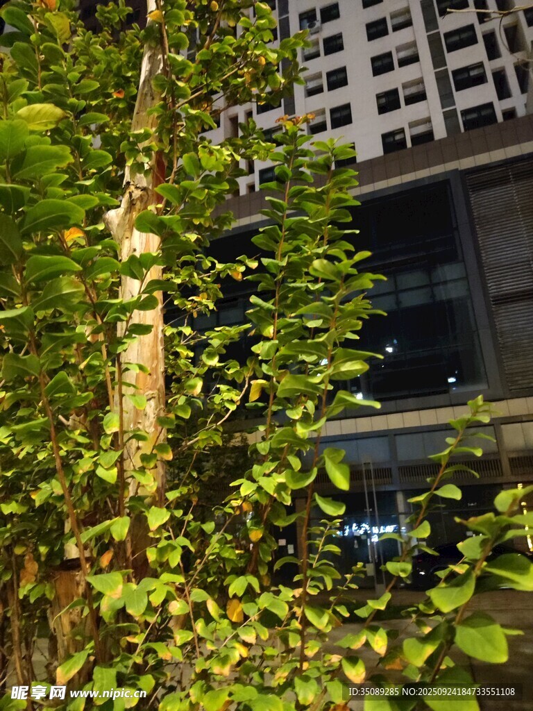 城市中葱郁的绿植景观