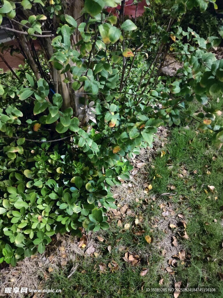 花园小径旁的繁茂绿植