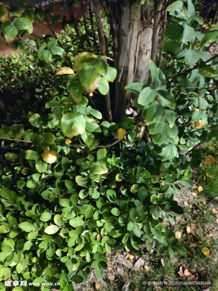繁茂绿植环绕树干景象