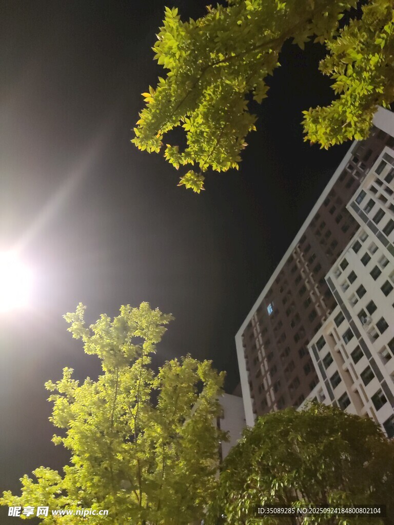 阳光下的绿树与高楼