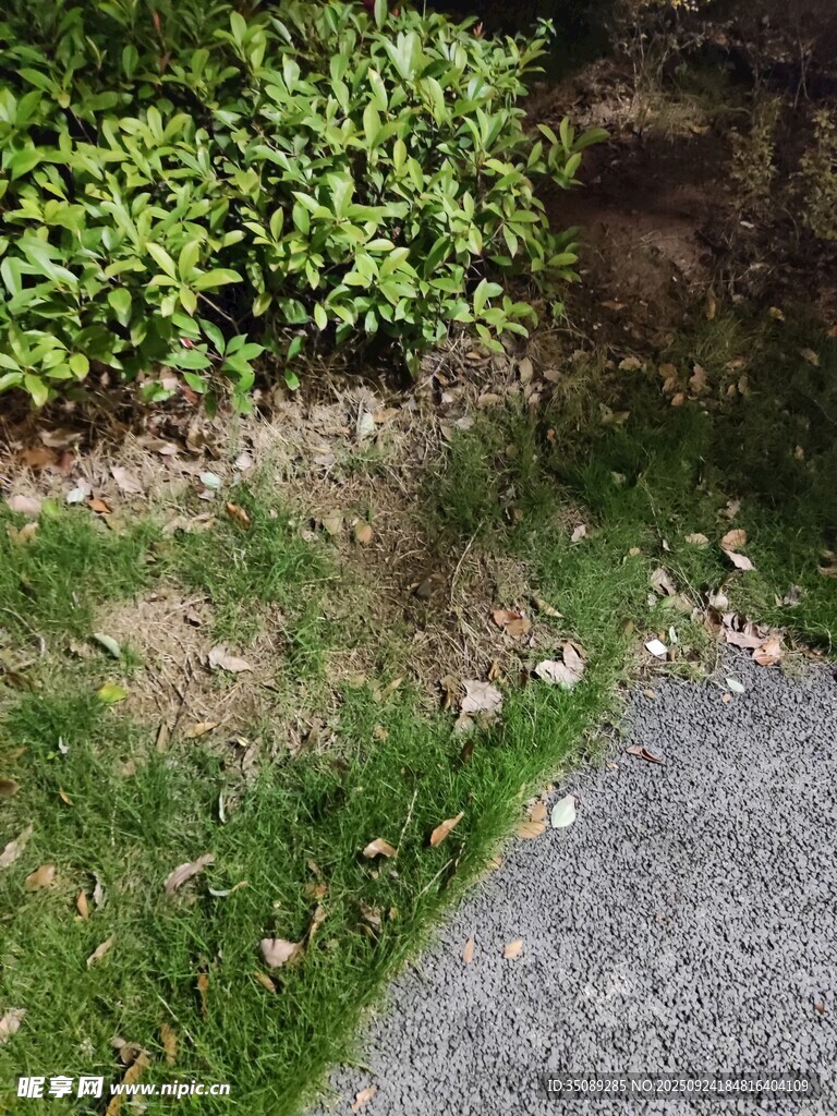 路边草地与绿植景象