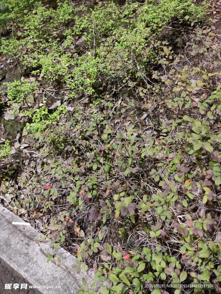 地面绿植与木质边缘景观