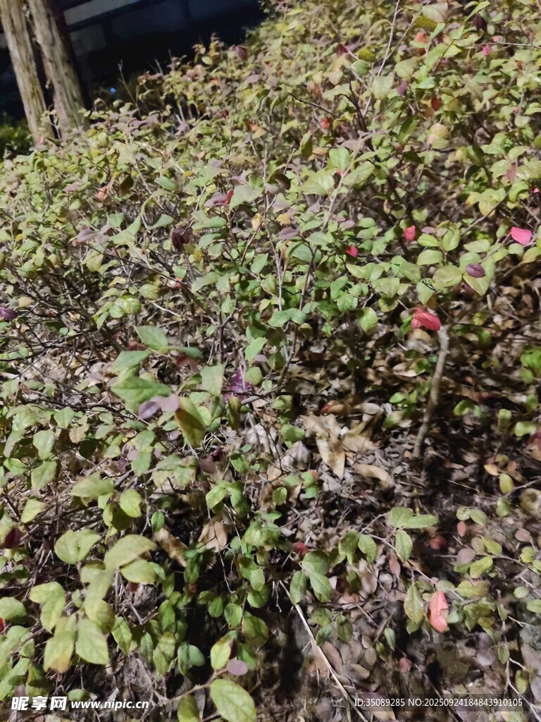 绿叶间的多彩植物景观
