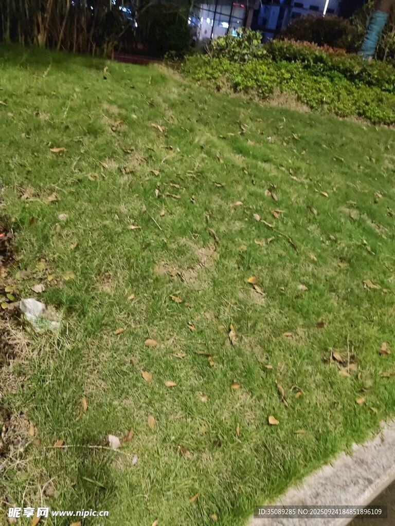 户外翠绿草坪景观