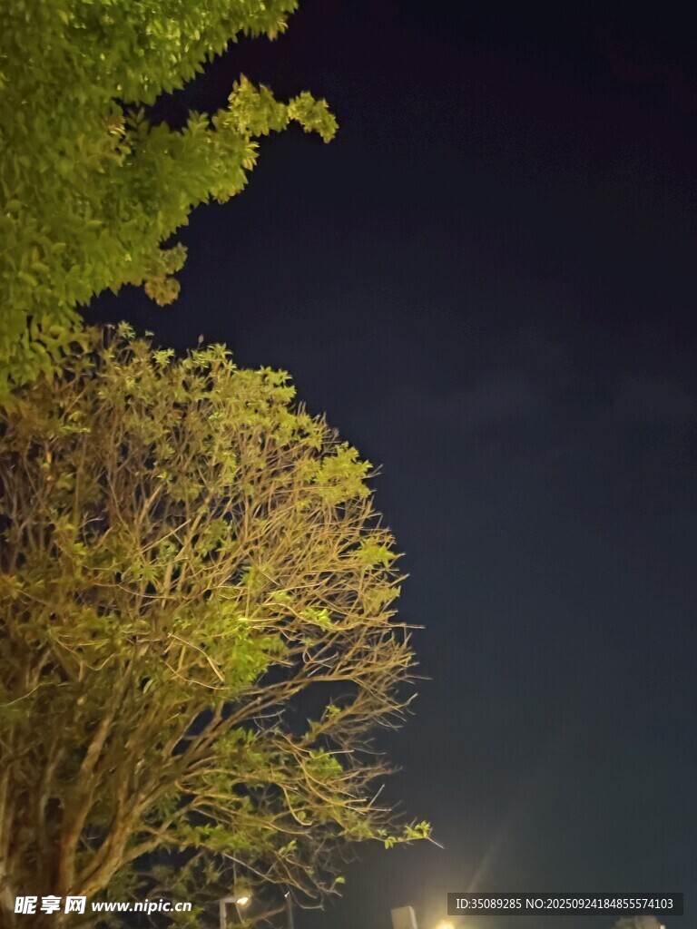 夜晚中的树木剪影