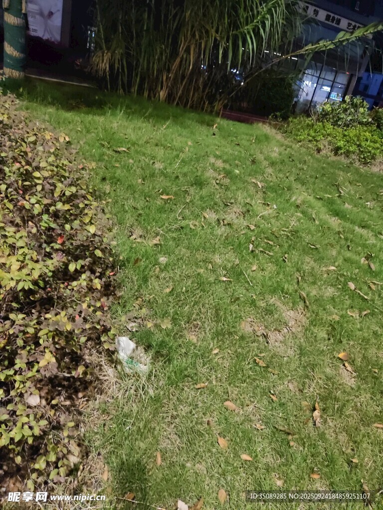 户外翠绿草坪景观