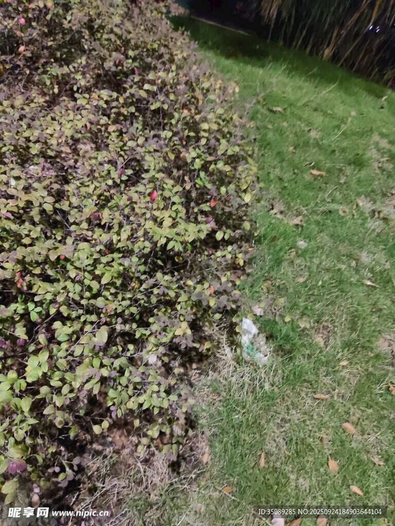 草地旁的绿植景观