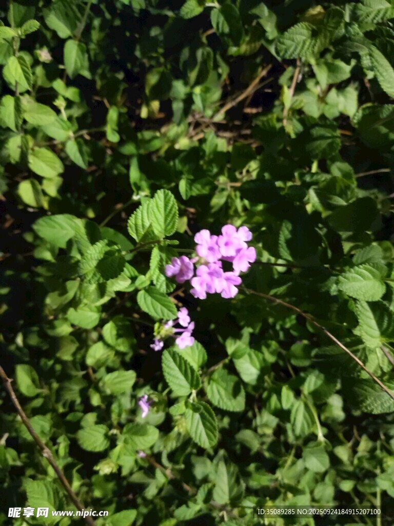 绿叶丛中的娇艳粉花