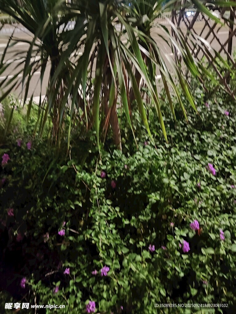 花园中的绿植与紫色花卉