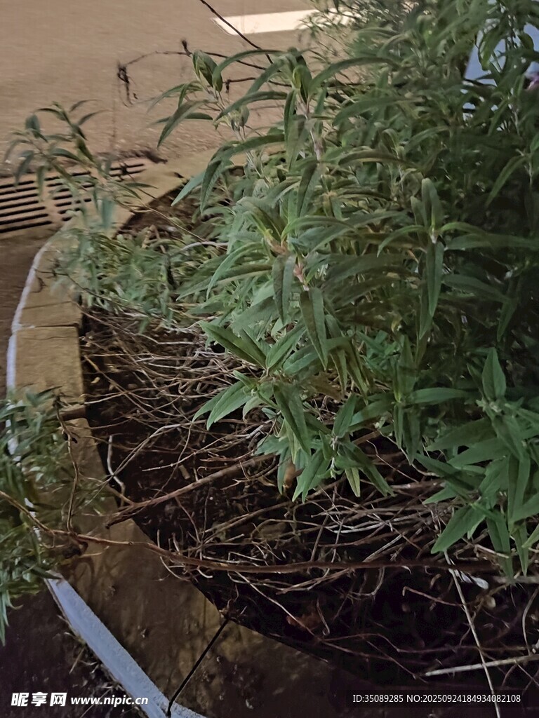 盆栽绿植 枝叶繁茂生机足