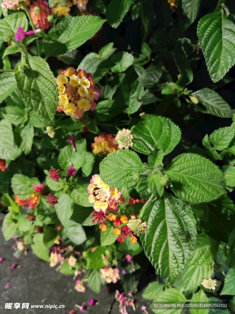 多彩花卉与绿叶的自然景致