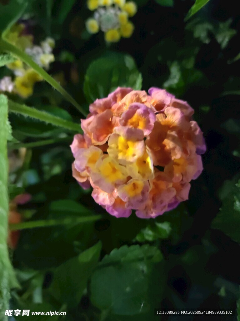 多彩斑斓的美丽马缨丹花