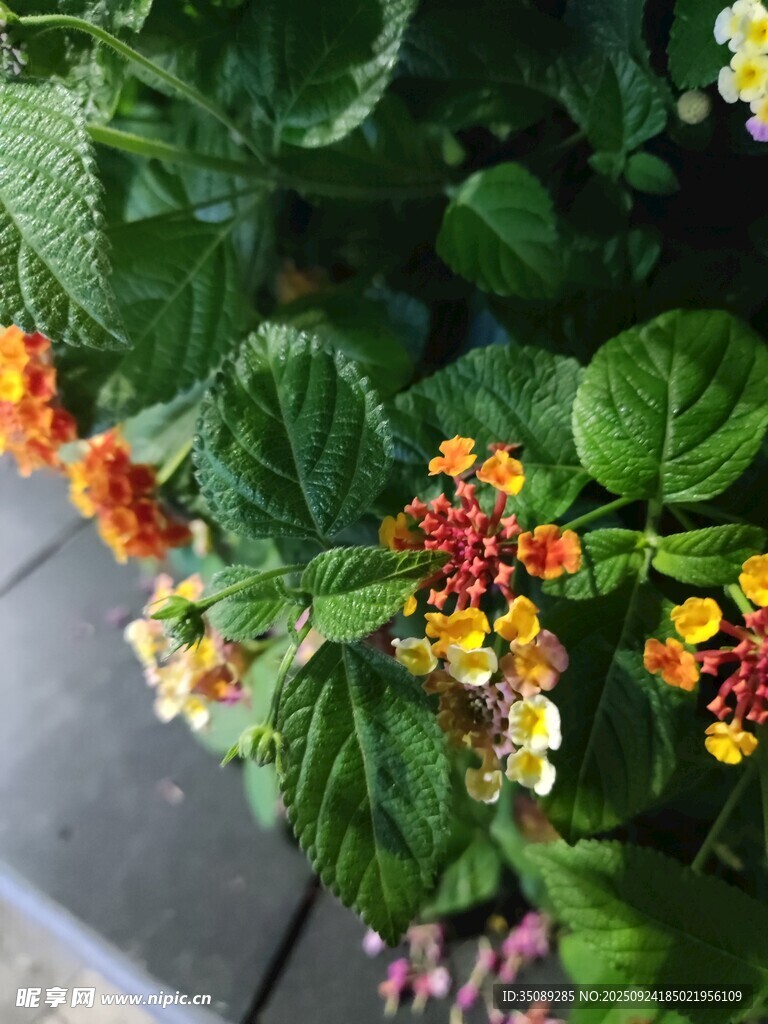 多彩花卉绽放绿叶间
