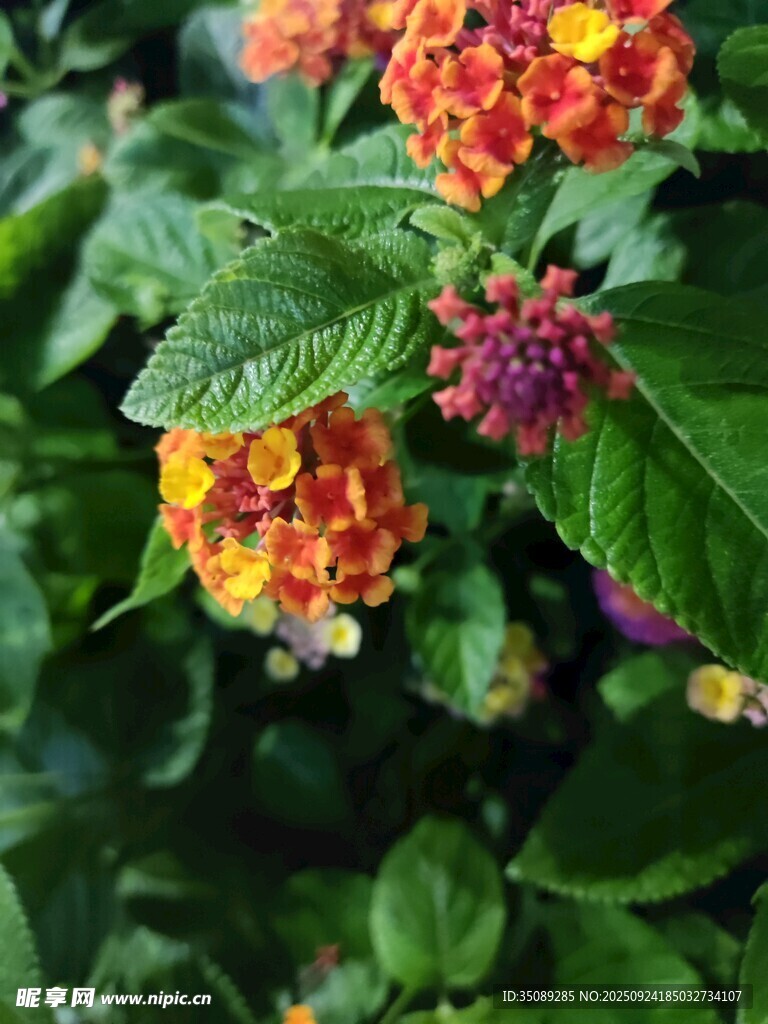 多彩马缨丹绽放