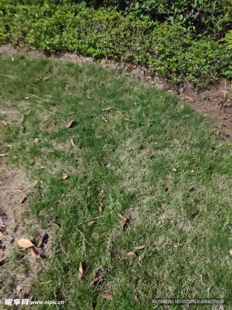 户外草地与绿植景观