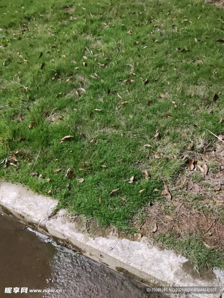 河边绿草景观