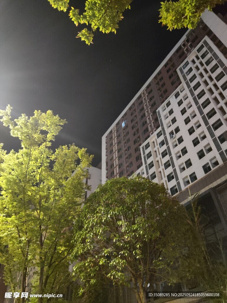 夜幕下的建筑与绿树