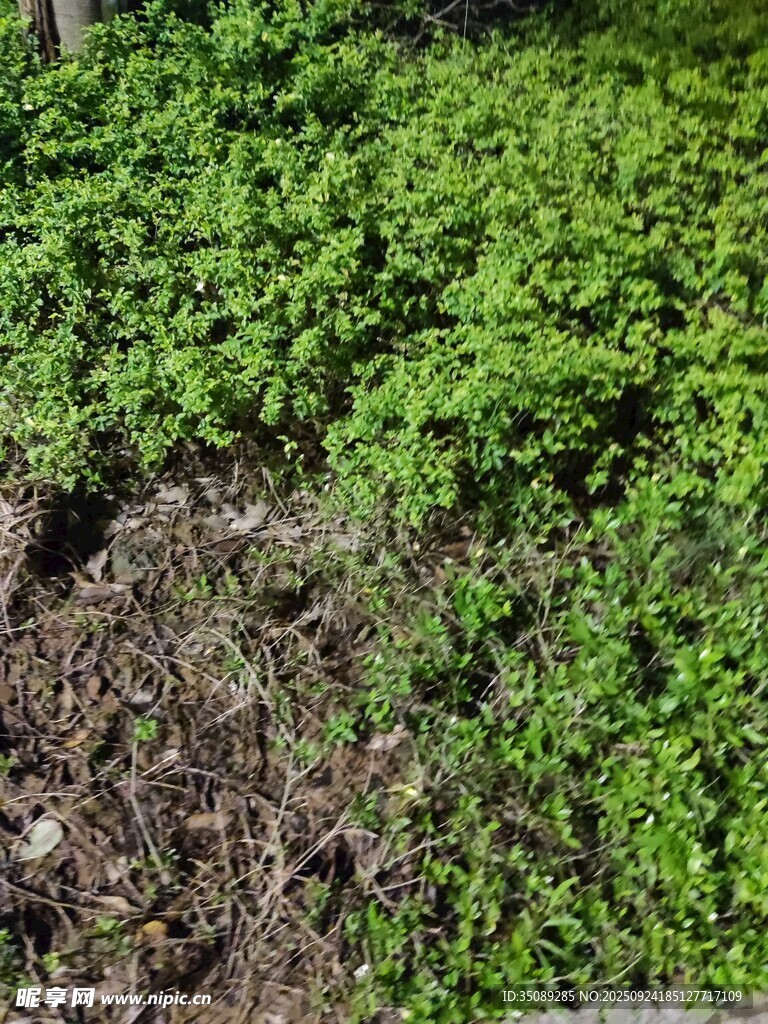 地面嫩绿植物与泥土景象