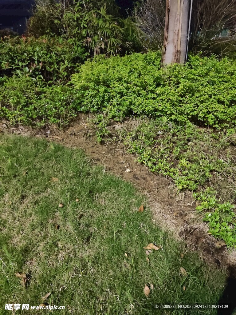 庭院角落的绿植景观
