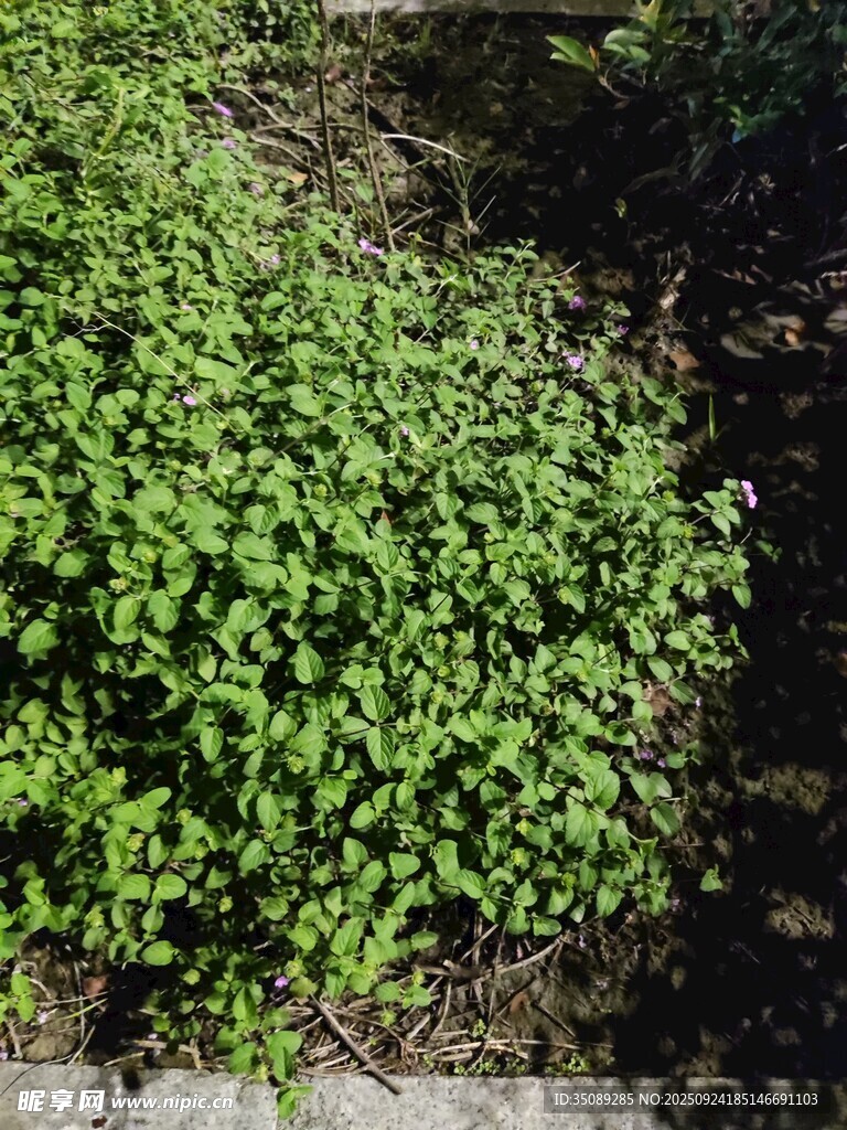 翠绿蓬勃的地面绿植景观
