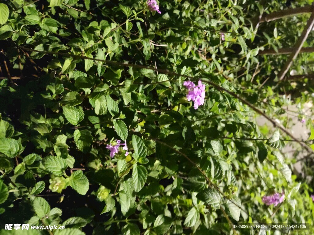 绿叶丛中的紫色小花