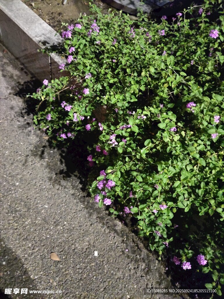 路边绽放的紫色小花