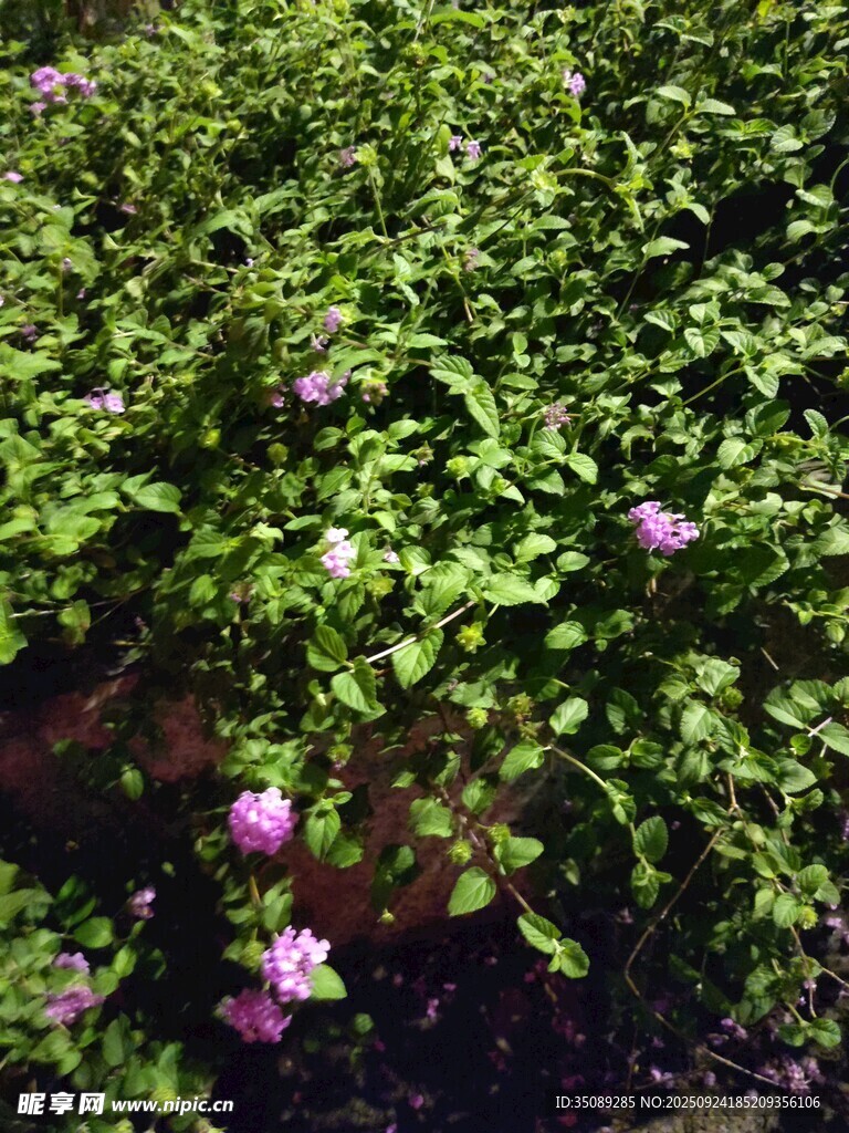 绿叶丛中的娇艳紫花