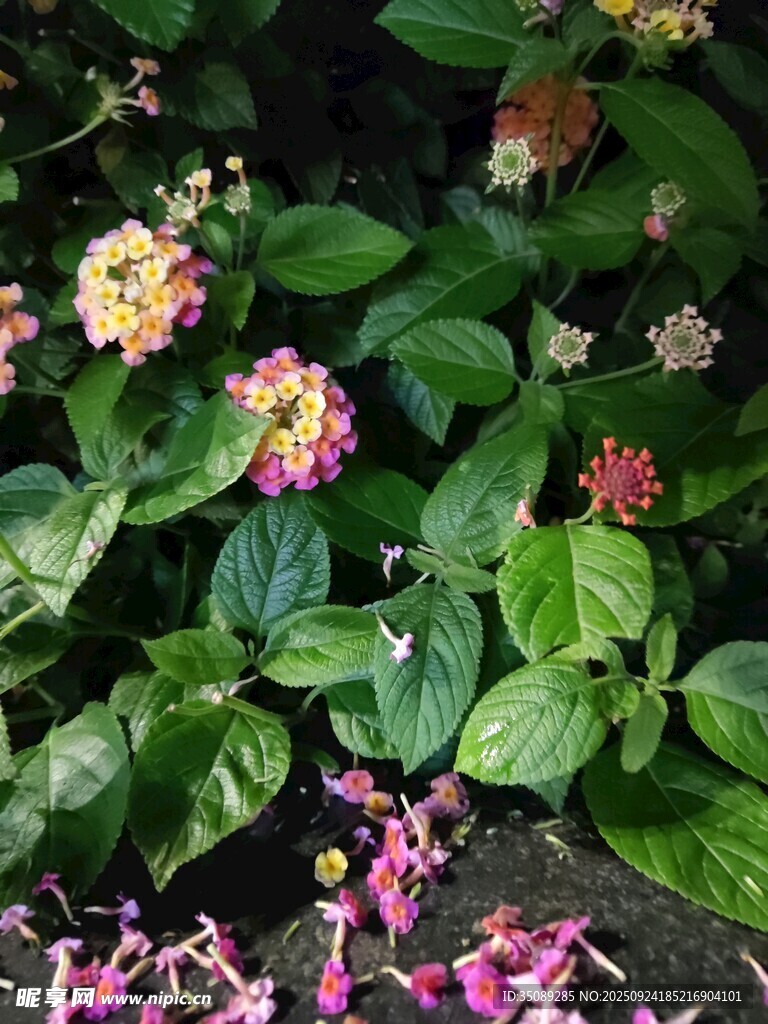 多彩花卉与绿叶的美丽景致