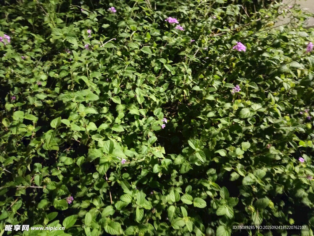 绿叶丛中的紫色小花