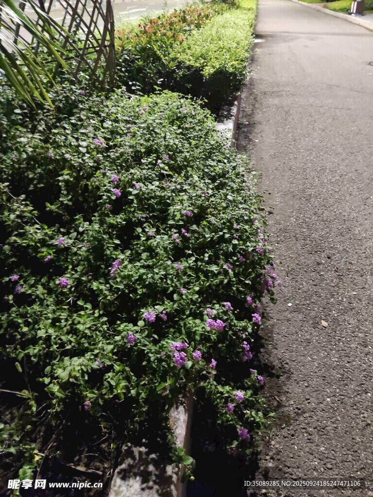 路边繁茂绿植与紫色小花