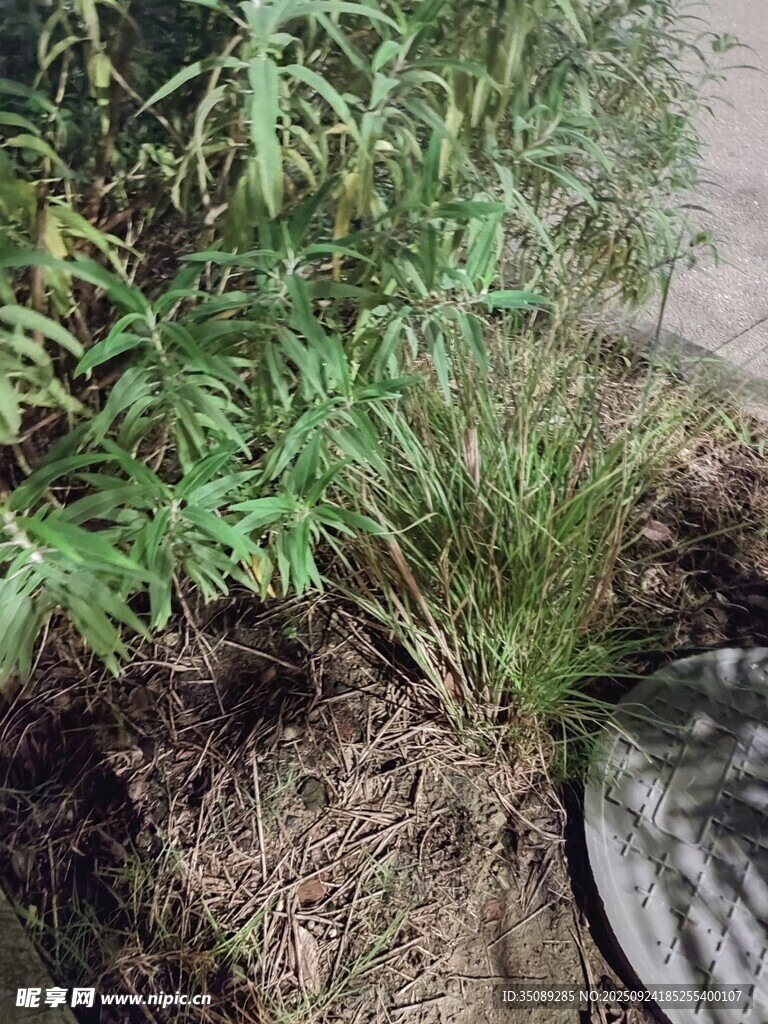 户外生长的绿植与地面