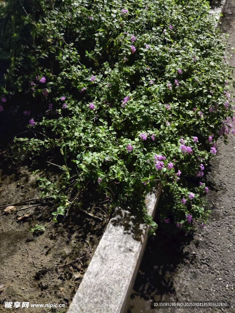 路边绽放的紫色小花