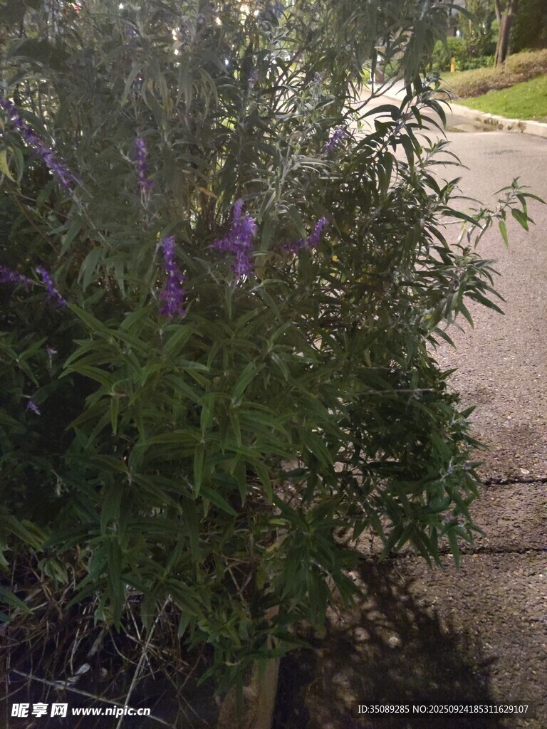 路边绽放的紫色花卉植物