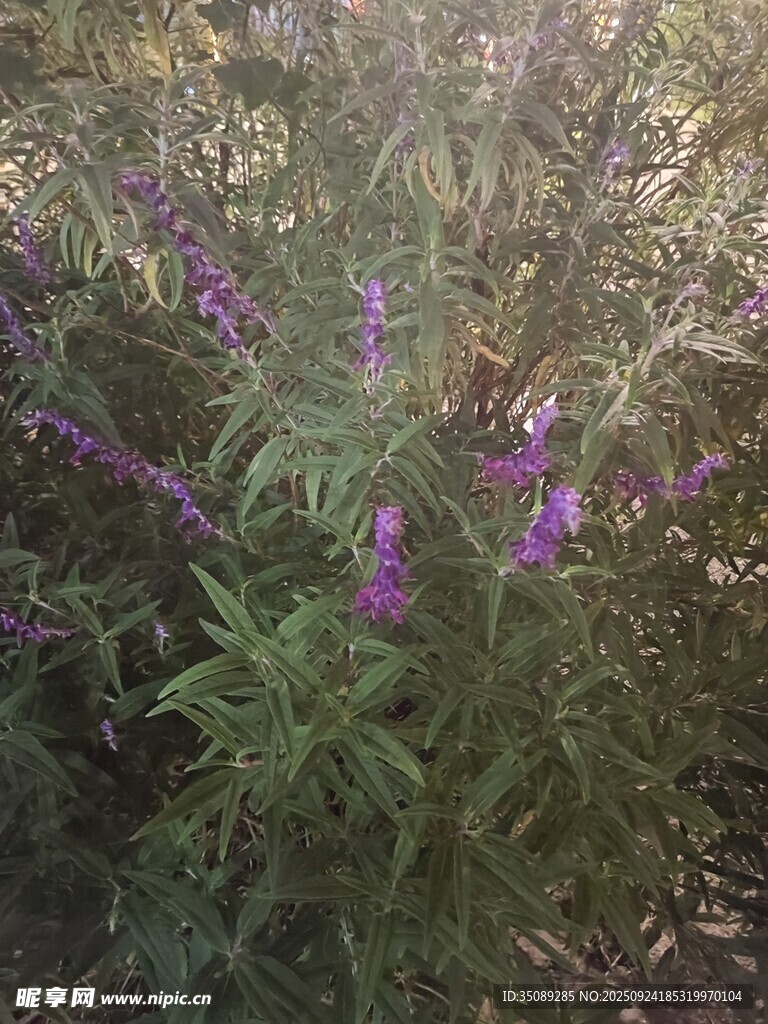 紫色花卉绽放于绿植间