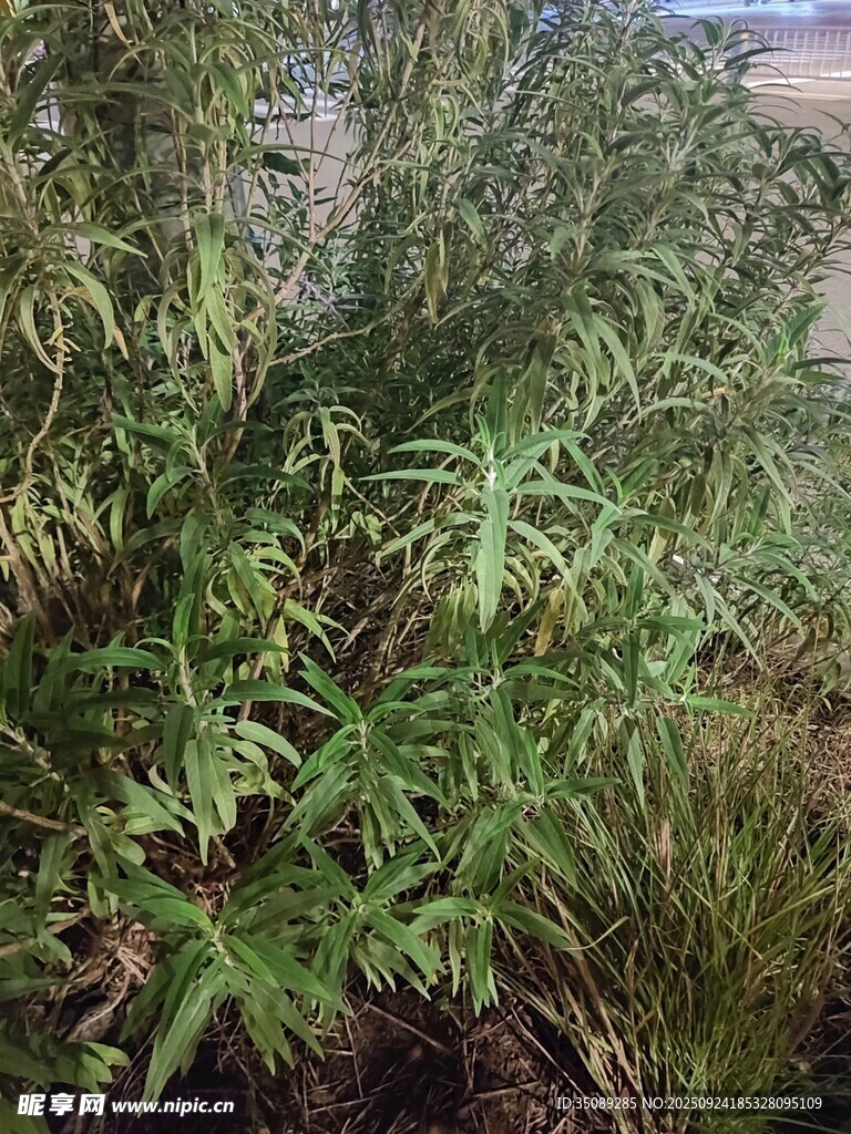 野外生长的绿色植物