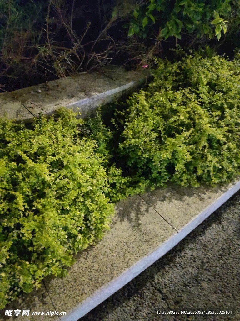 路边翠绿繁茂的植物景观