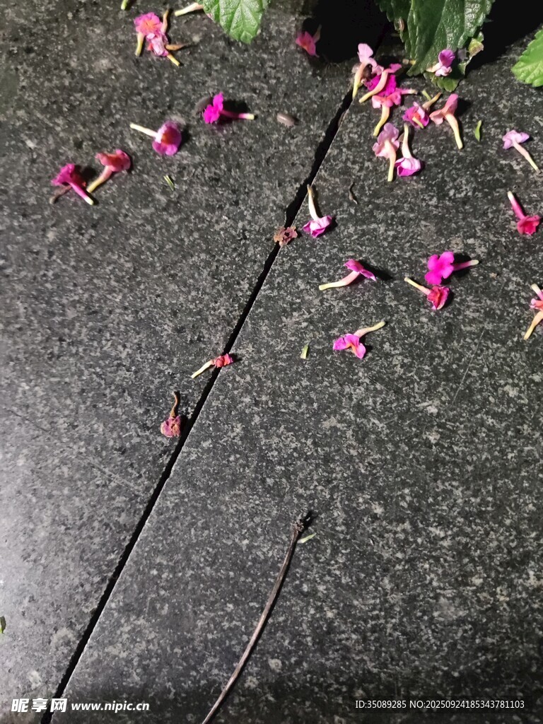 地面散落的娇艳花瓣